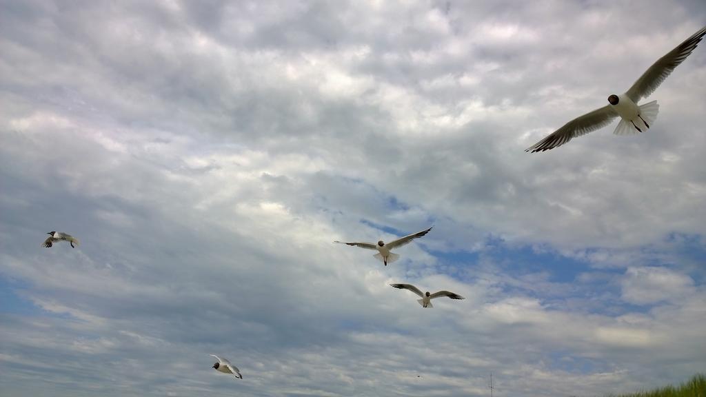 Ostsee Ferienappartement Dierhagen-Strand エクステリア 写真